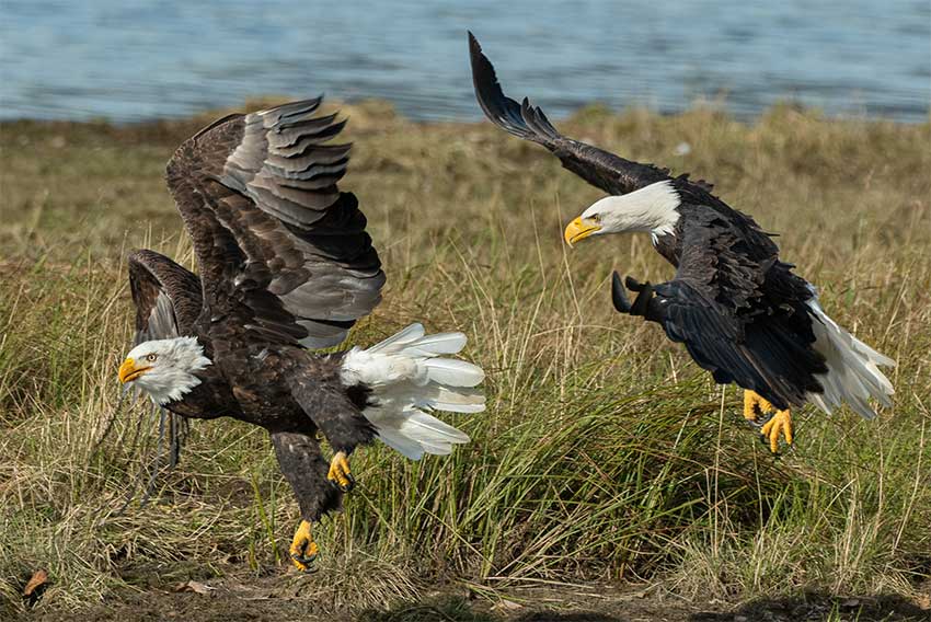 Les Eagles ont atterri